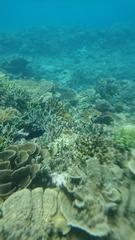 Neoglyphidodon oxyodon