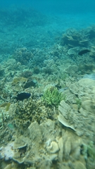 Neoglyphidodon oxyodon