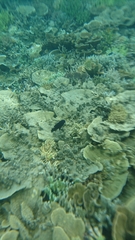 Neoglyphidodon oxyodon