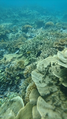 Neoglyphidodon oxyodon