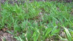 Allium microdictyon