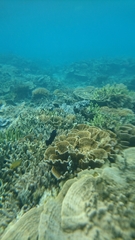 Neoglyphidodon oxyodon