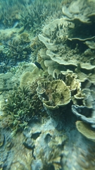 Neoglyphidodon oxyodon