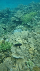 Neoglyphidodon oxyodon