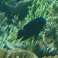 Neoglyphidodon oxyodon