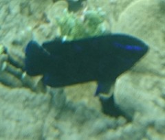 Neoglyphidodon oxyodon