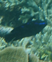 Neoglyphidodon oxyodon