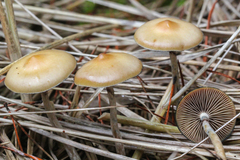 Psilocybe azurescens