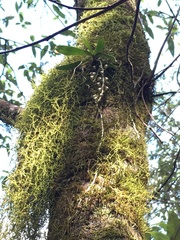 Sarcochilus australis