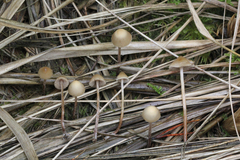 Psilocybe pelliculosa