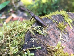 Elatichrosis exarata