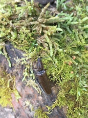 Elatichrosis exarata