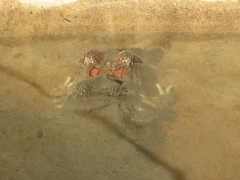 Sclerophrys poweri