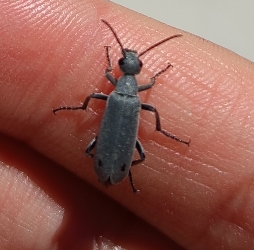 Epicauta punctum