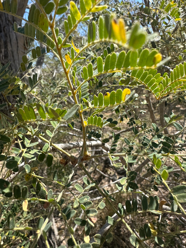 Weeping wattle