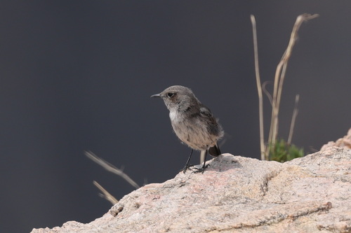 Arabian Wheatear