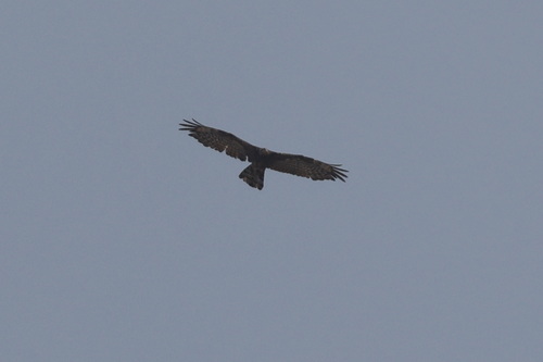 Oriental Honey-buzzard