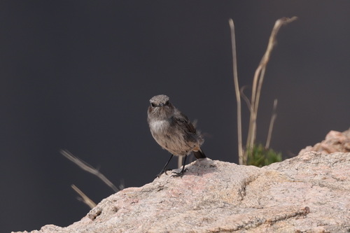 Arabian Wheatear (Oenanthe lugentoides), photo 9