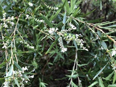 Leucopogon australis