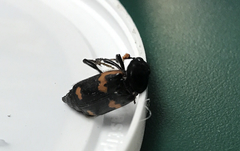 Nicrophorus sayi
