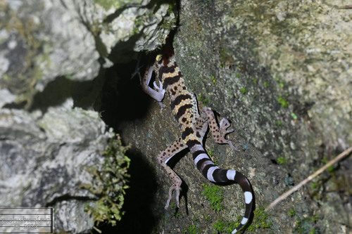 Maolan Leopard Gecko