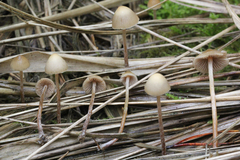 Psilocybe pelliculosa