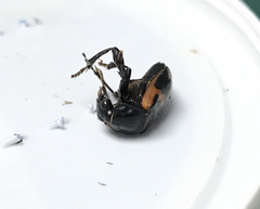 Nicrophorus sayi