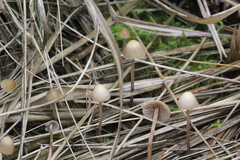 Psilocybe pelliculosa