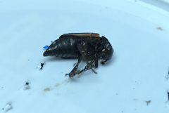 Nicrophorus sayi
