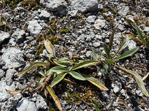 Hairy Plantain (Plantago canescens)