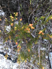 Erica campanularis