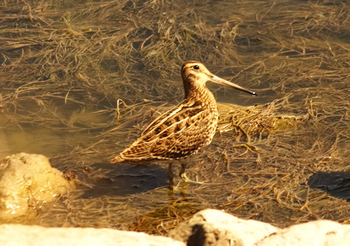 Agachadiza real (Gallinago media)