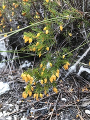 Erica campanularis