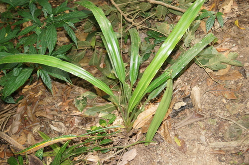 Mapania cuspidata observed 2024-05-18