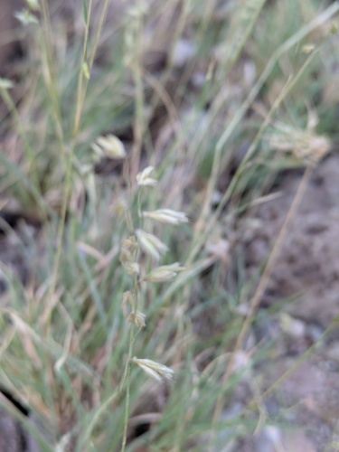 Bouteloua erecta, 2025-07-24
