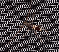 Coptocercus crucigerus