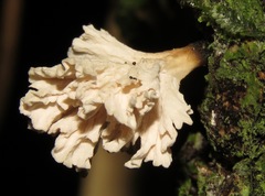 Xylaria flabelliformis