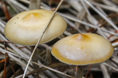 Psilocybe azurescens