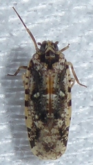Plectoderini