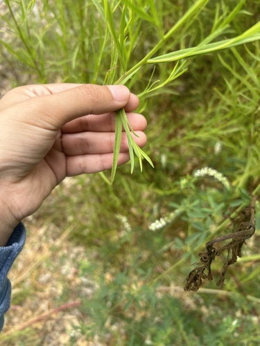 Western goldenrod foliage