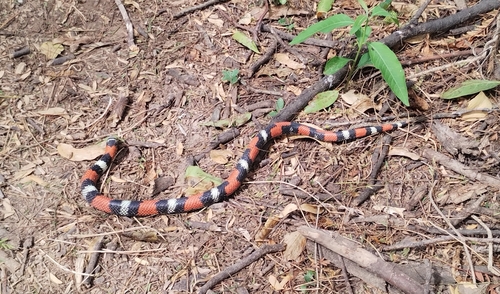 Banded Hognose Snake