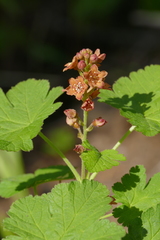 Ribes erythrocarpum
