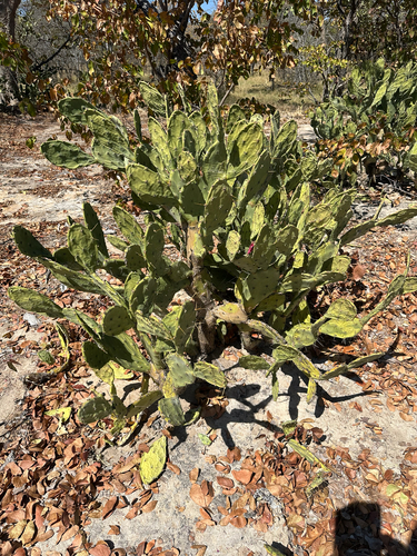 shell mound pricklypear