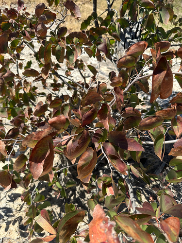 Mopane