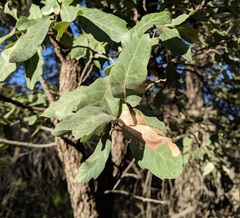 Quercus mohriana