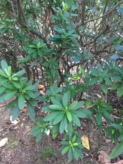 Rhododendron pulchrum phoeniceum
