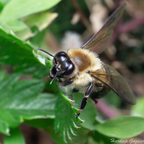 Himalayan Giant Honey Bee (Apis laboriosa) · iNaturalist