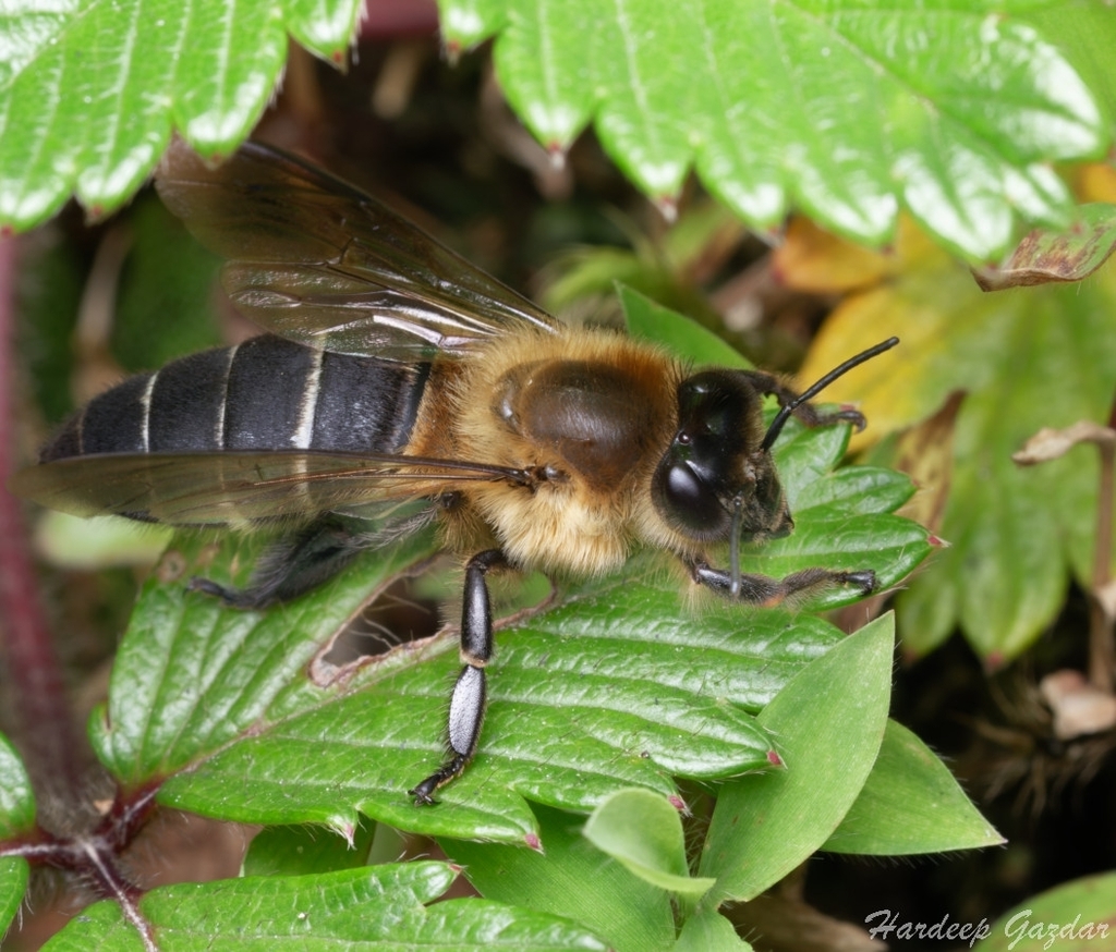 Bee Himalayan Giant Honey Bee (Apis laboriosa) · iNaturalist