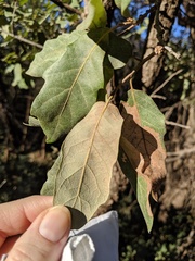 Quercus mohriana