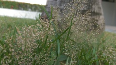Eragrostis amabilis